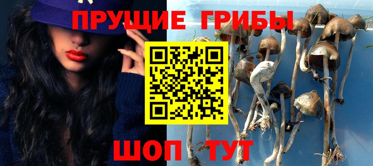 Псилоцибиновые грибы Cubensis Лесозаводск